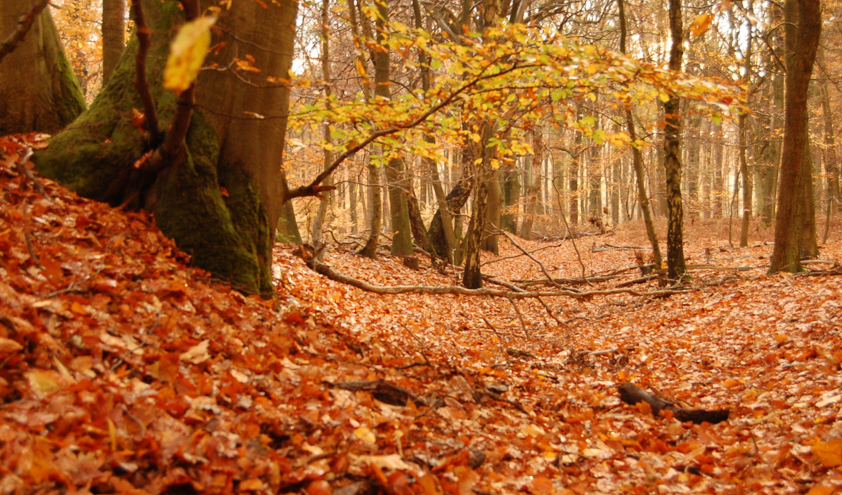 HERFST Herfst, bekijk hier alle titels voor het huidige seizoen.