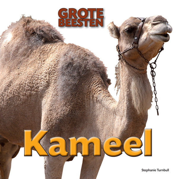 CNBGBE006 Kameel