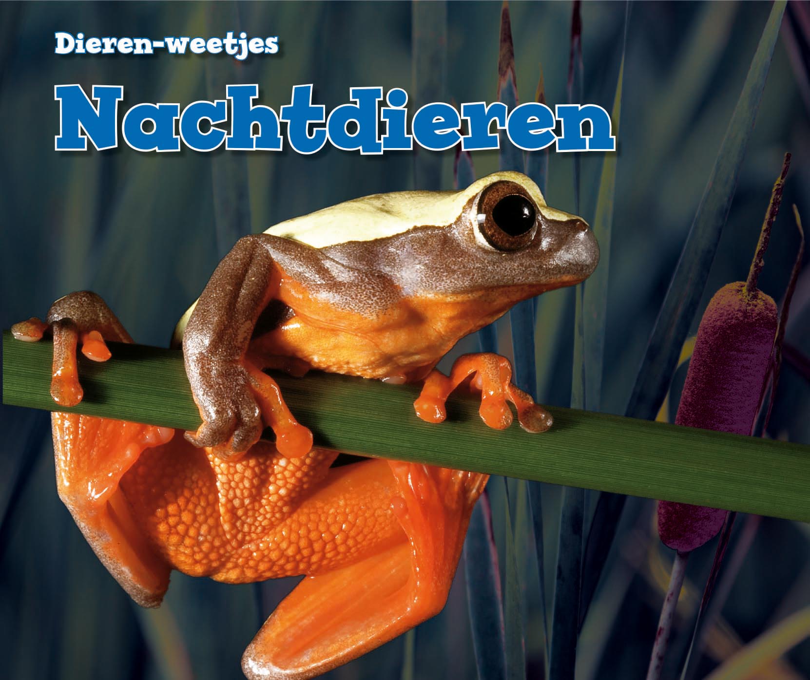 CNBVEM006 Nachtdieren